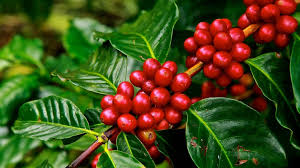 What is coffee? - NCA - About Coffee