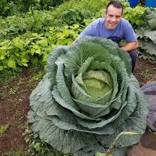 Giant crop irl : r/StardewValley