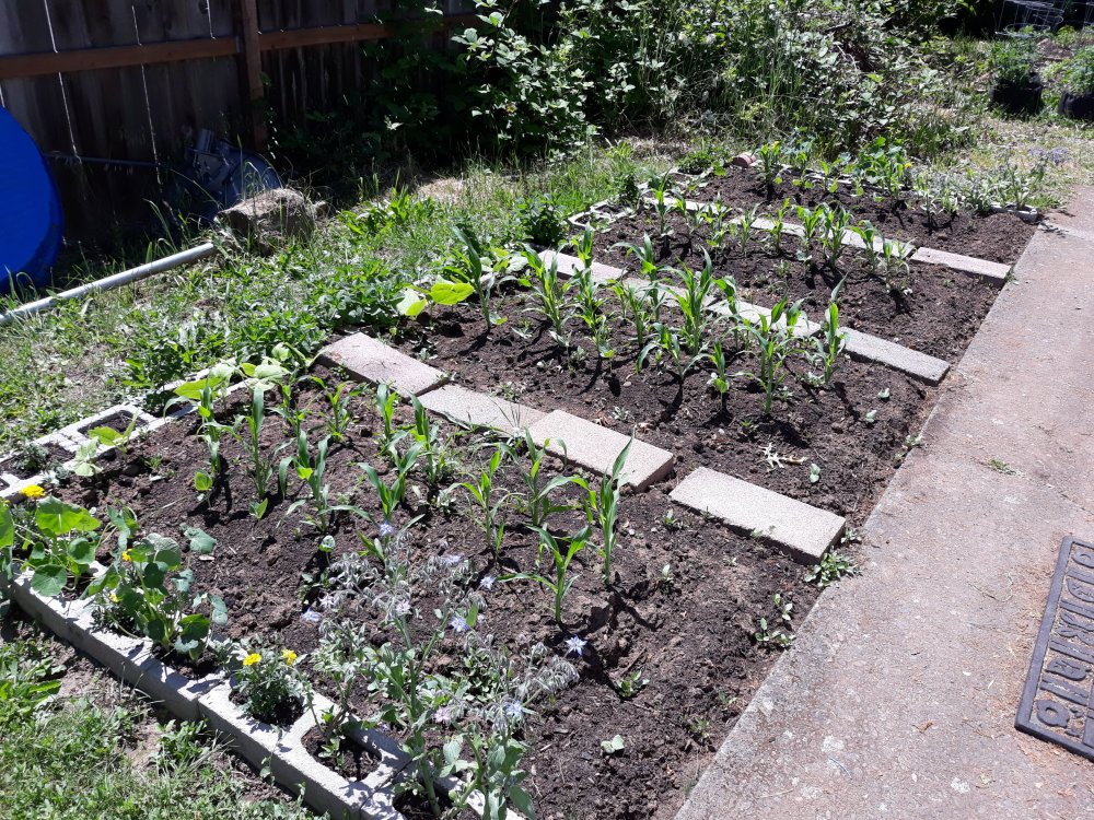 A garden bed with 4 sections outlined in concrete blocks. Corn, mint, beans, and flowers grow in the sections.