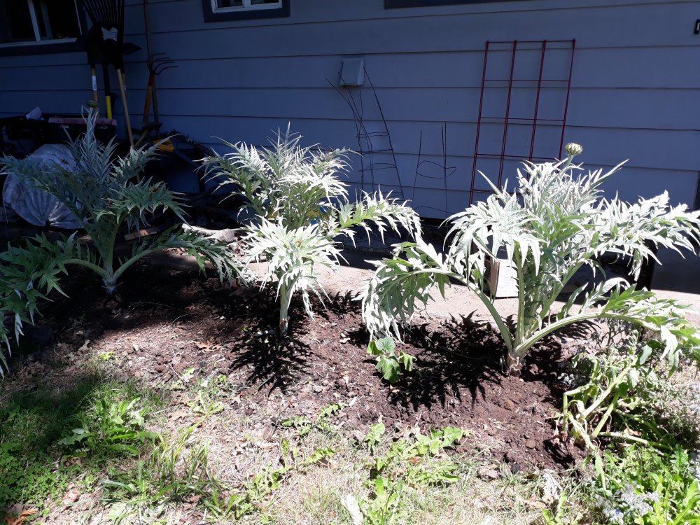 A garden bed with three tall cardoon plants with serrated silver-gray leaves. A tiny pumpkin plant nestles between two of the larger plants.