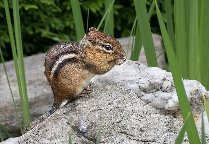 800px-Chipmunk_(71669).jpg