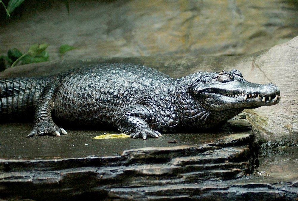 Black-caiman.jpg