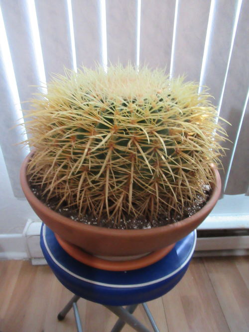 cactus.png