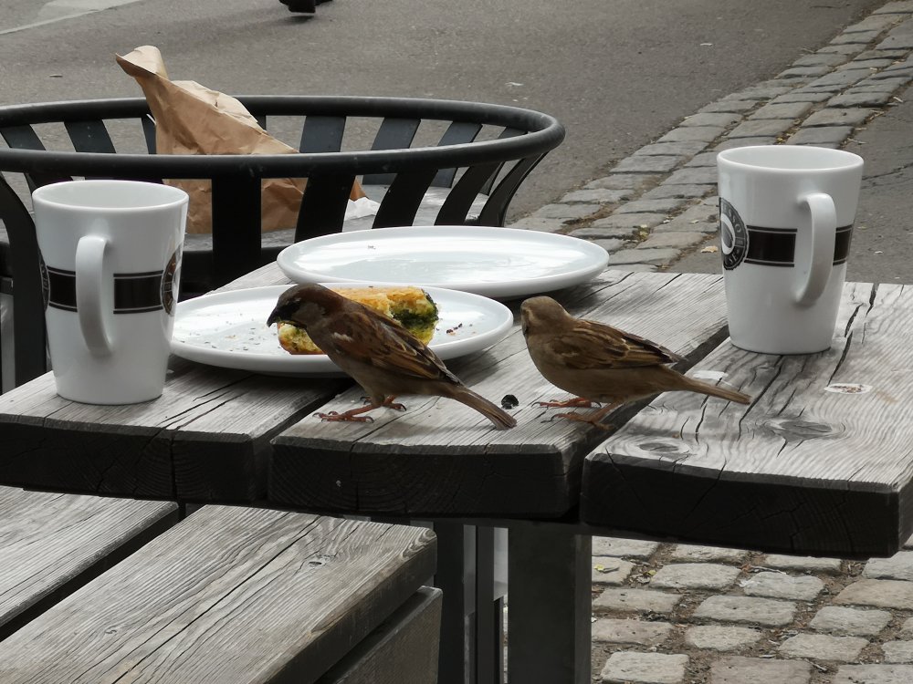 Cafe birds.jpg