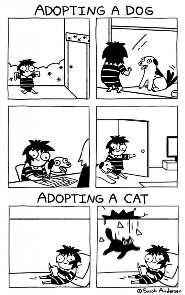 cat2.jpg