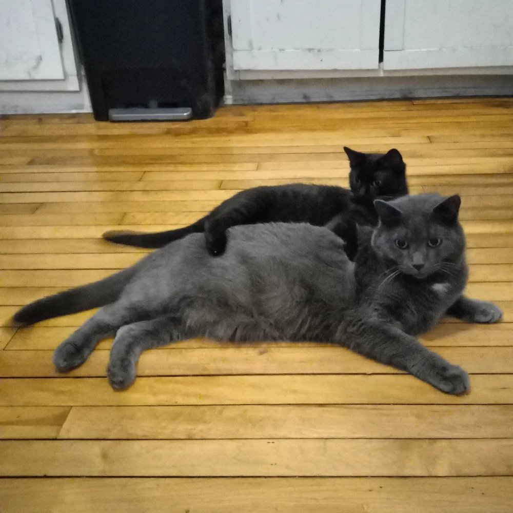 cat_spoons.jpg