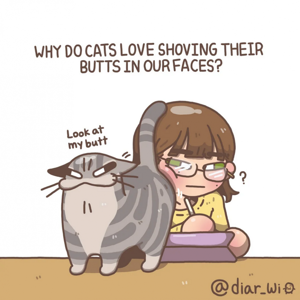 catbutt.png