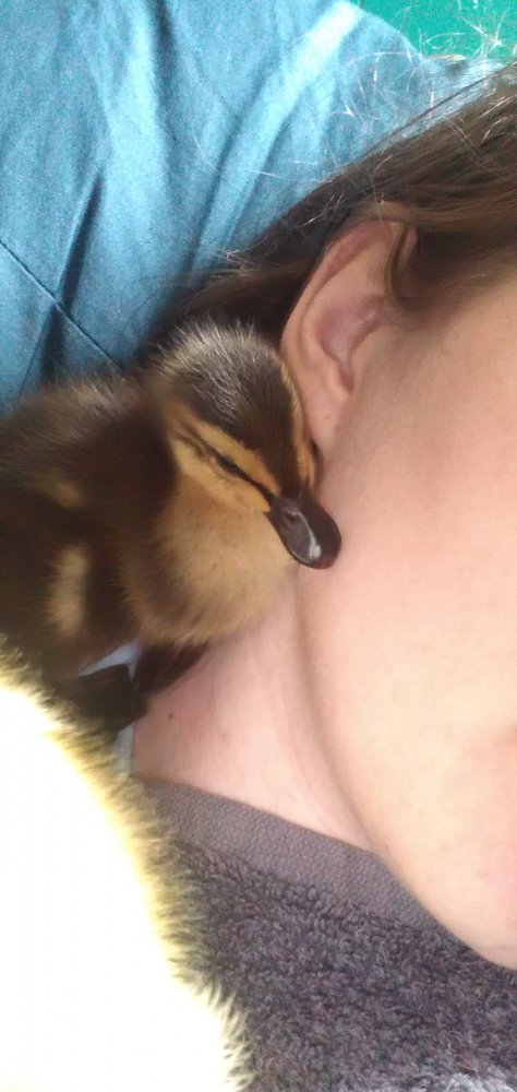 Duck Cuddles 2.jpg