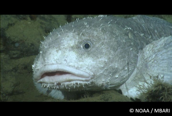 Blobfish, Stardew Valley Wiki