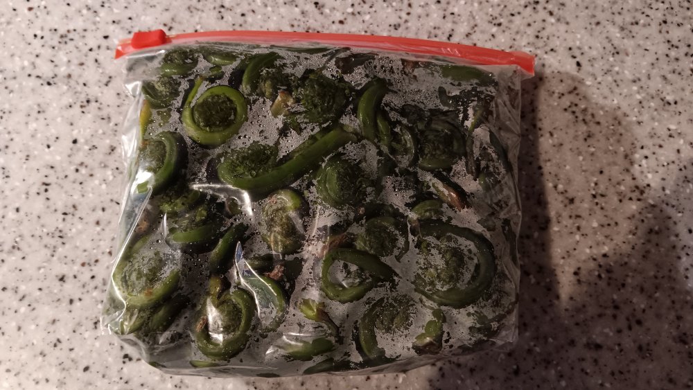 Fiddlehead Ferns IRL.jpg