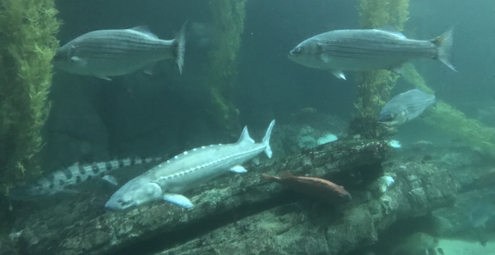fish1.jpg