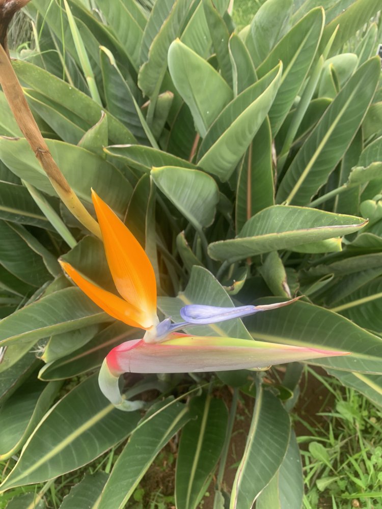 IMG_0749.JPEG