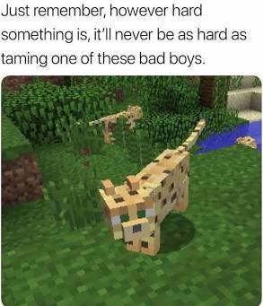 IMG_1817.jpeg