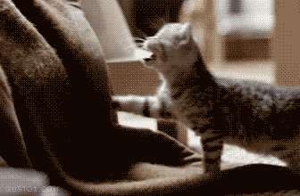 IMG_2169.gif