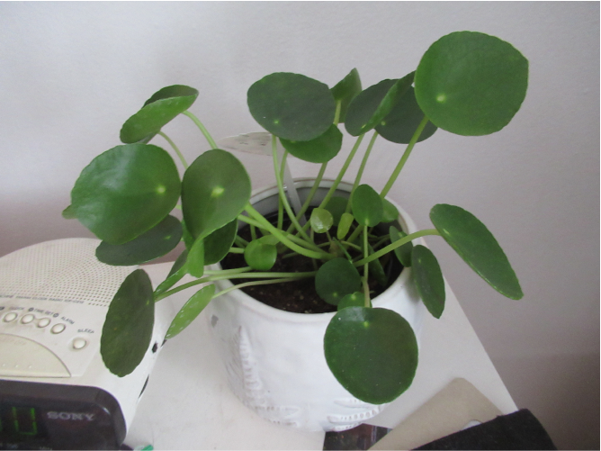 pilea2.png