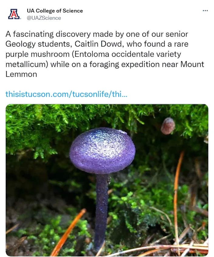 Purple Mushroom.png