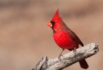 cardinal-bird.jpg