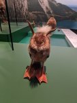 Wolpertinger--Haus_der_Bayrischen_Geschichte.jpg