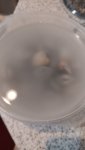 ready for flour soaking 1.jpg