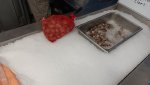 bag of clams.jpg