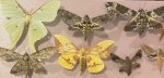 IMG_2825.jpeg
