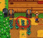 stardewbug.jpg