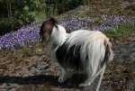 Varo_kalliolla.JPG