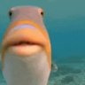 Fishy 🐟