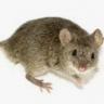 Intimidating Mouse