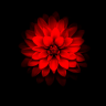 RedLotus