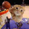 Mycatisfastidkwhat2do