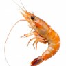 Shrimpboy777