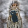 MobileSquirrel