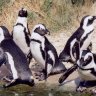 HappyPenguin
