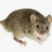 Intimidating Mouse