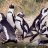 HappyPenguin